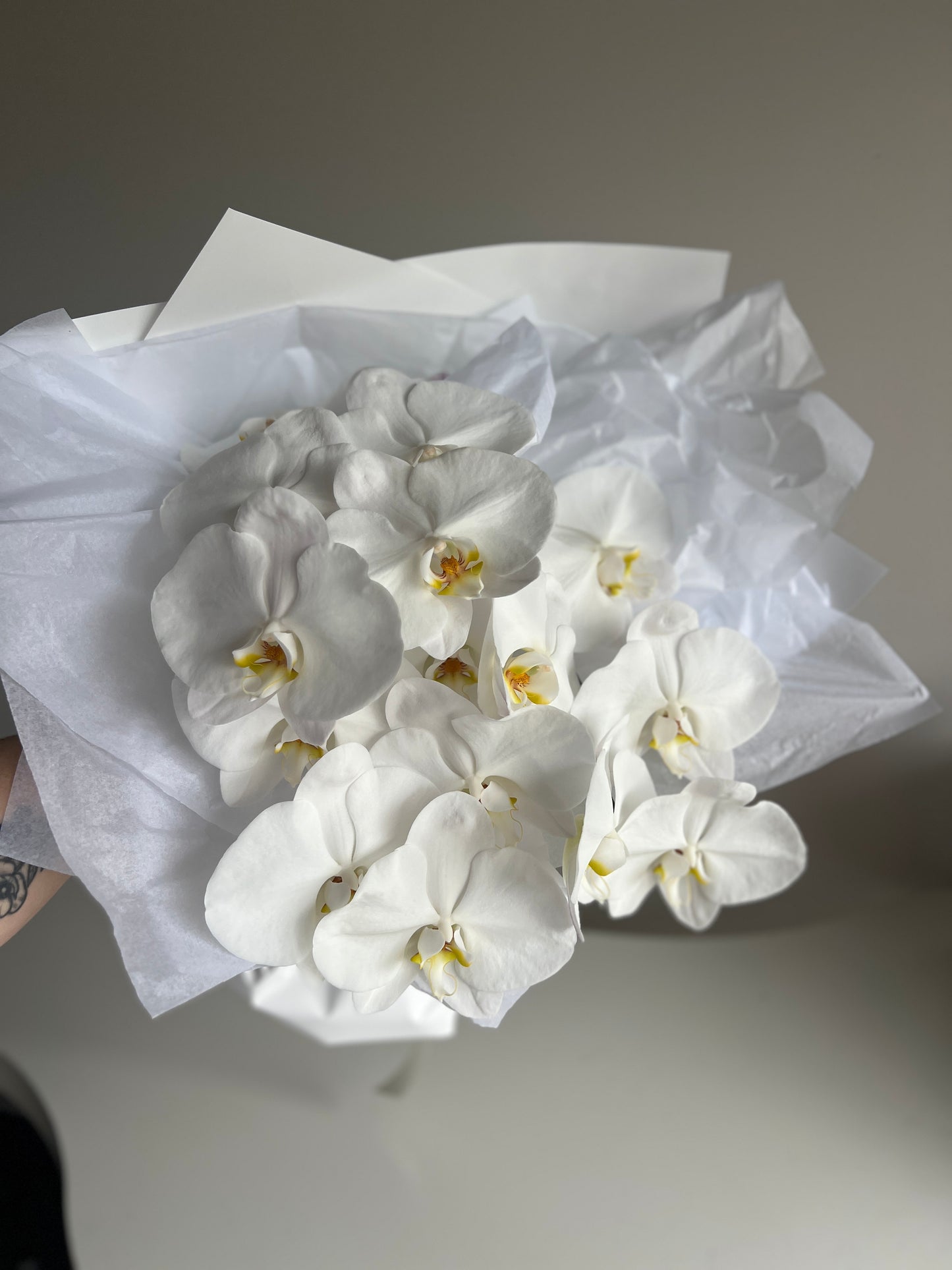 Pure Phalaenopsis