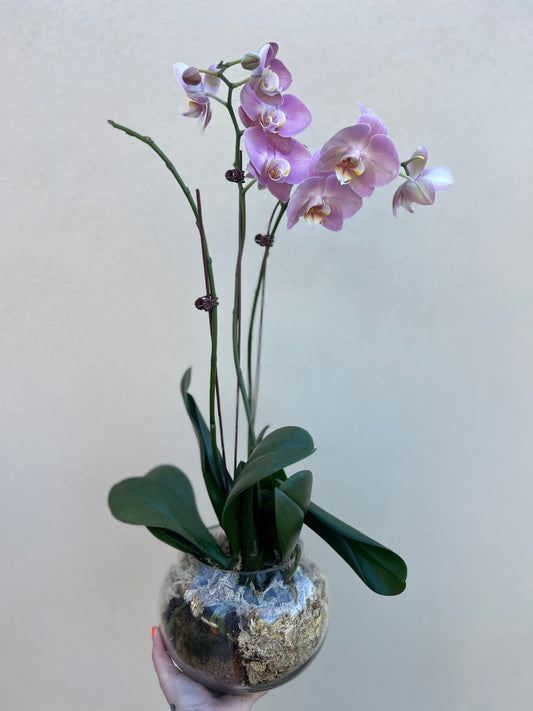 Phalaenopsis Orchid Plants