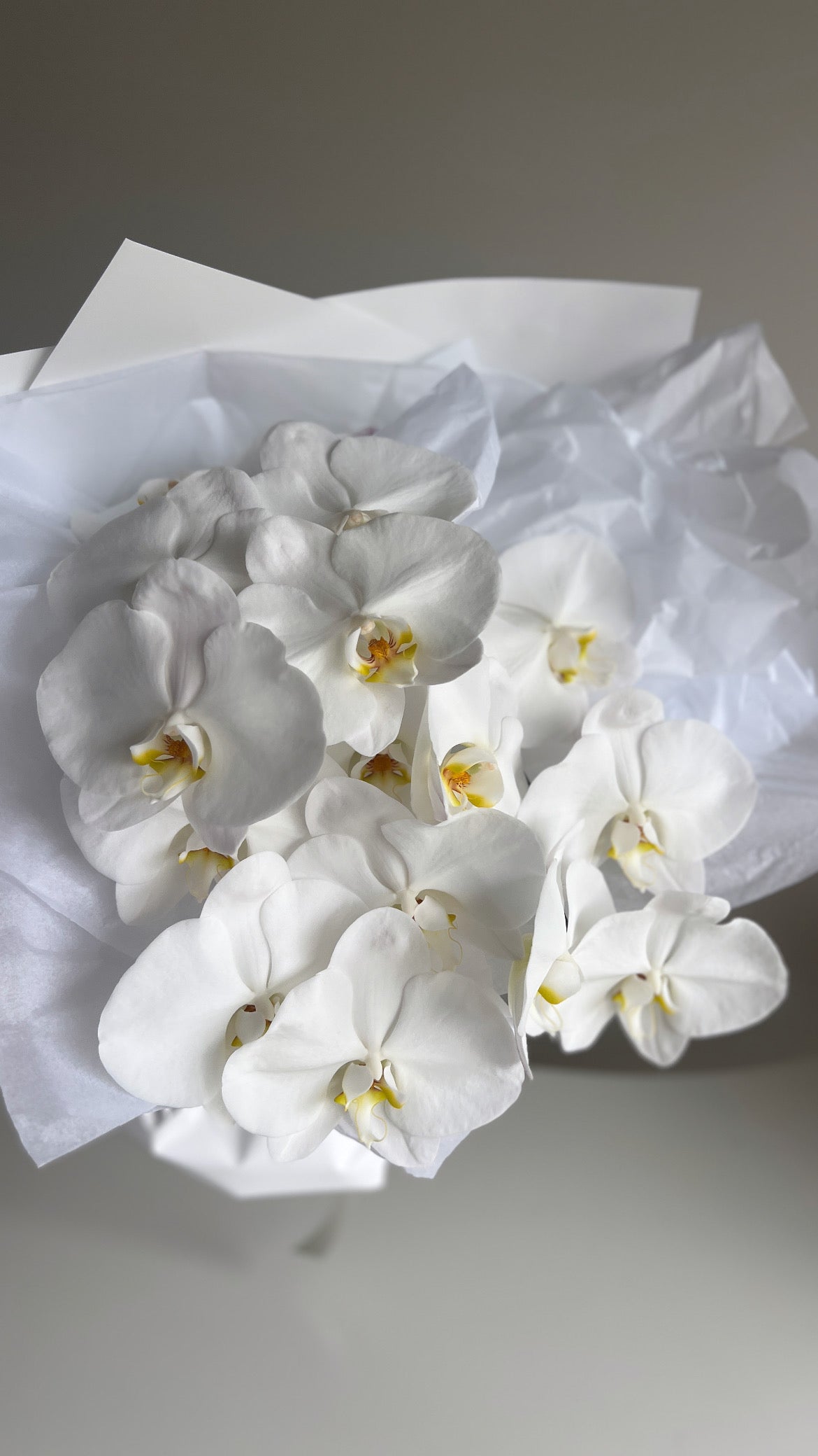 Pure Phalaenopsis