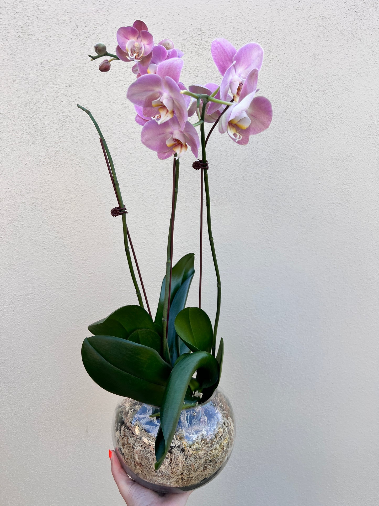 Phalaenopsis Orchid Plants