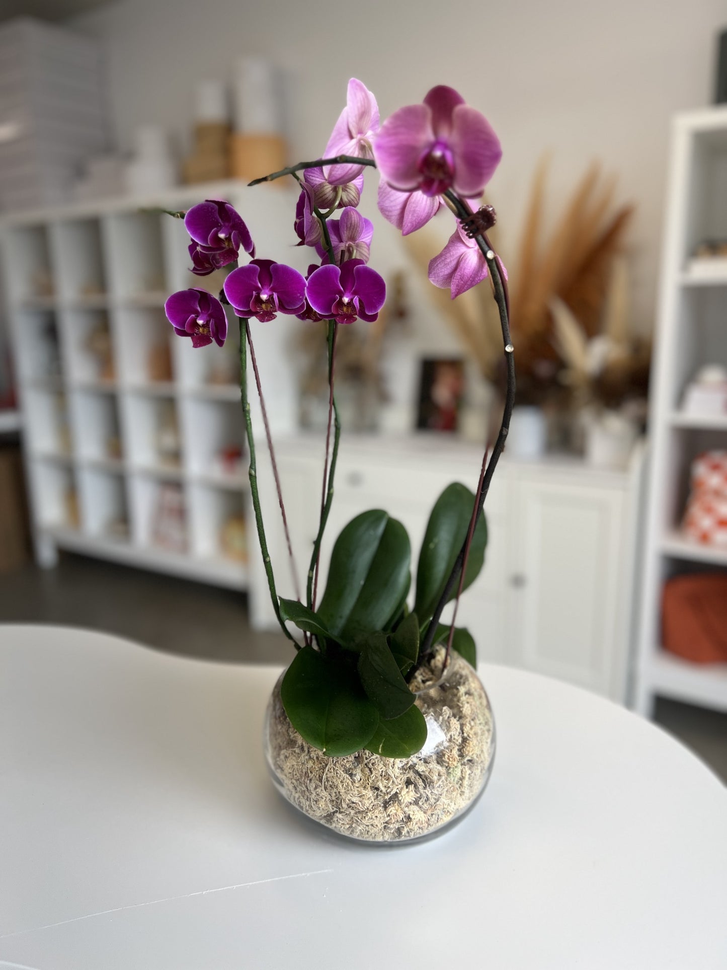 Phalaenopsis Orchid Plants