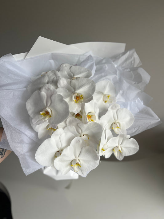 Pure Phalaenopsis